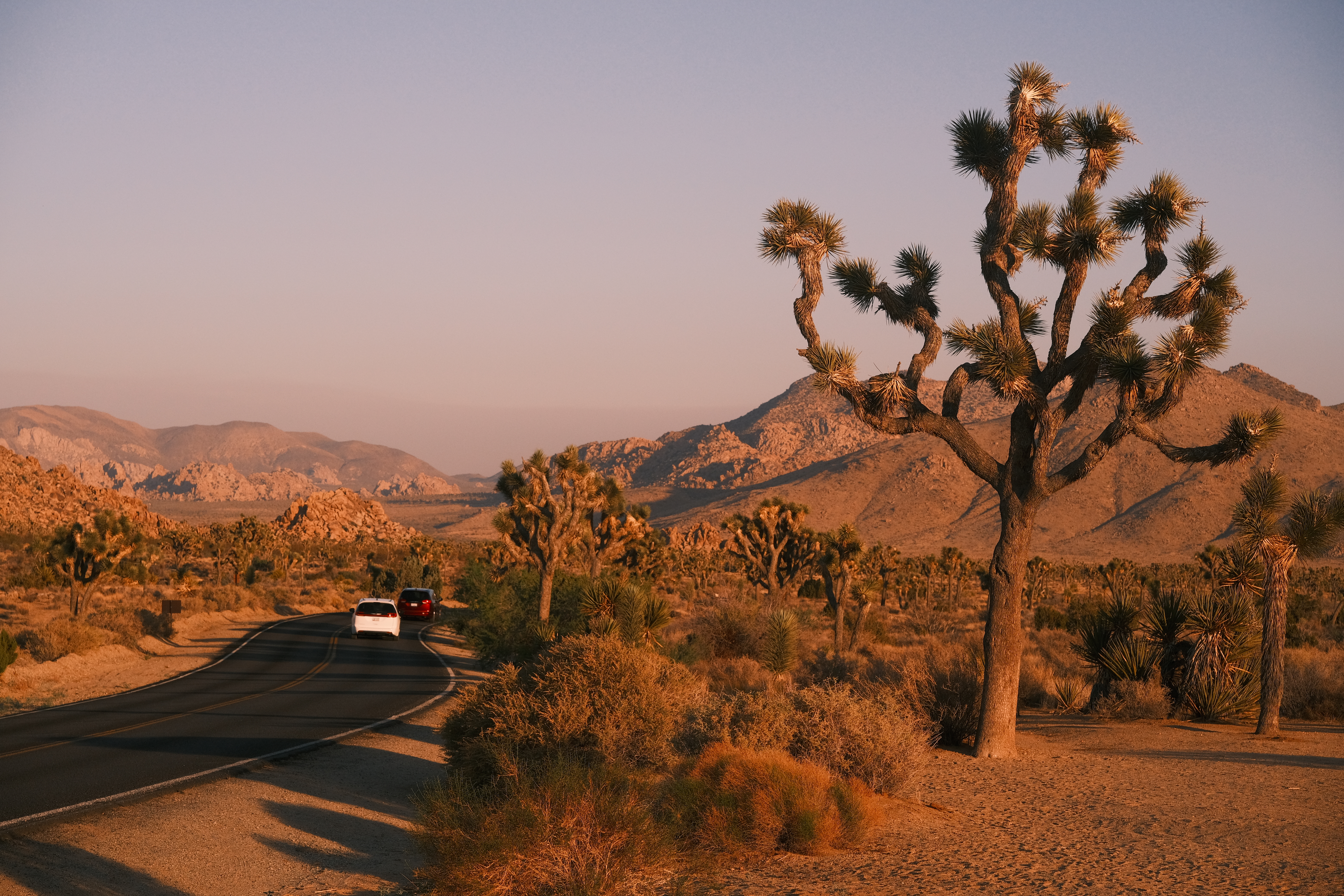 Joshua Tree Photo 7
