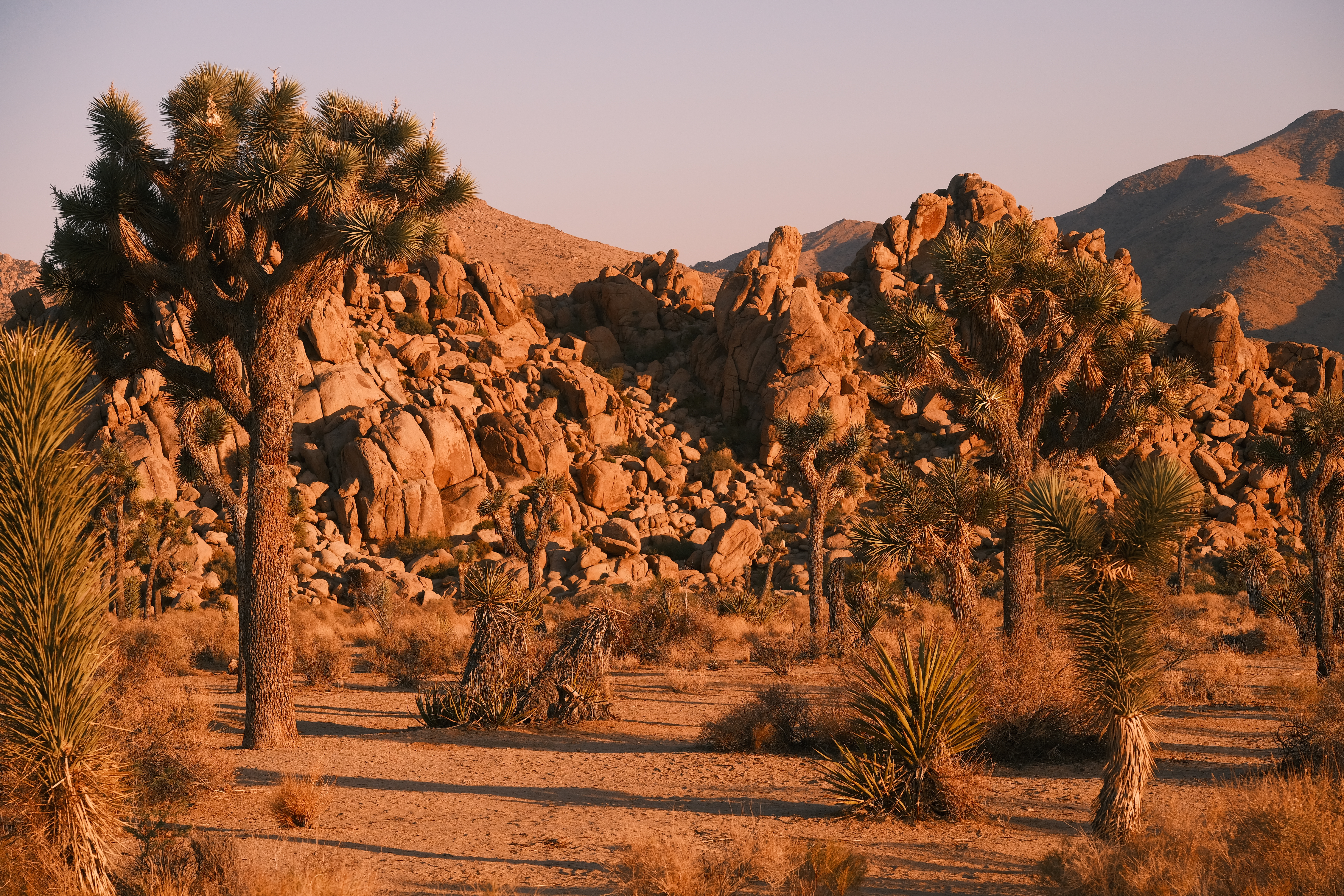 Joshua Tree Photo 6