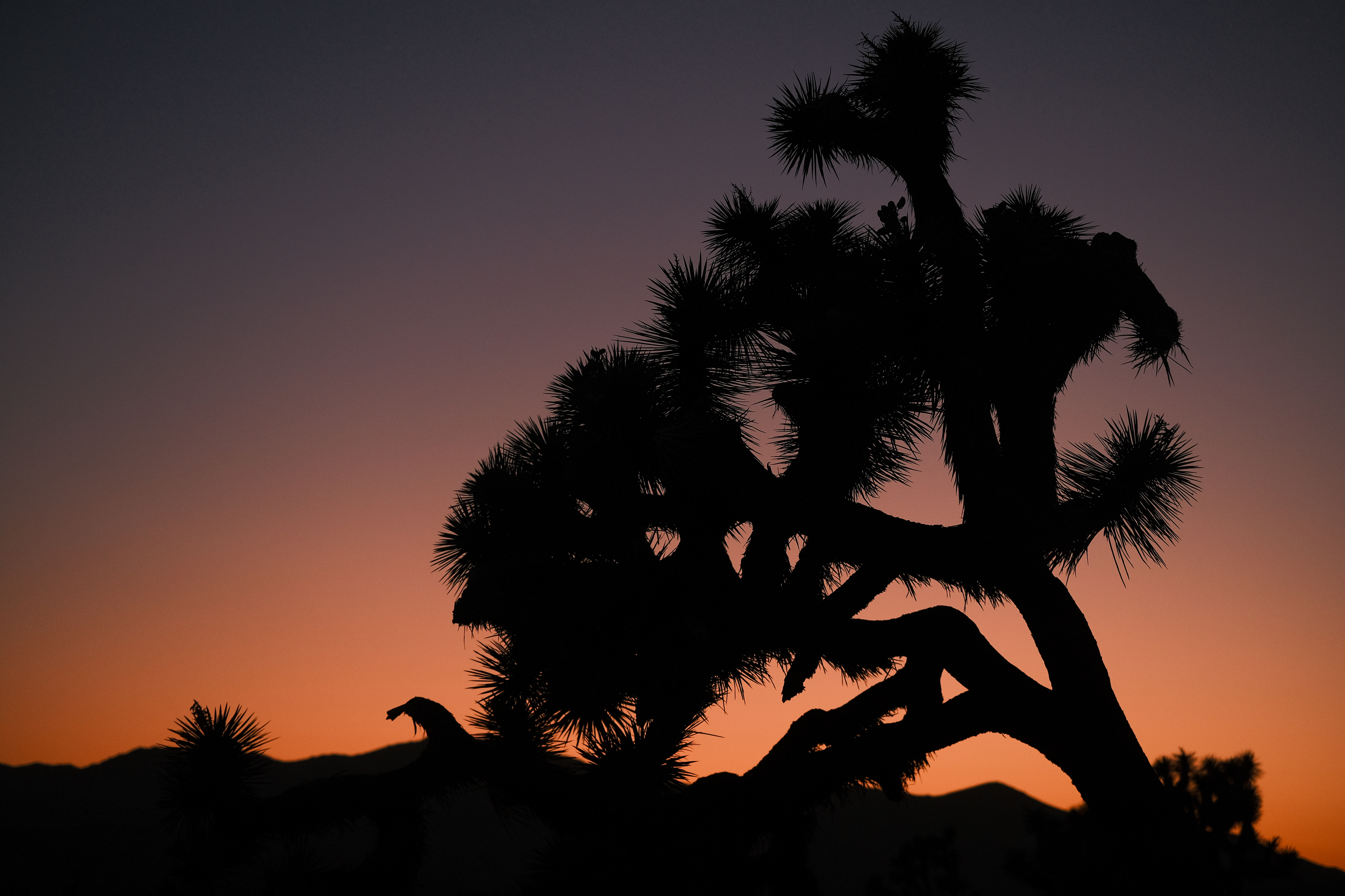 Joshua Tree Photo 4