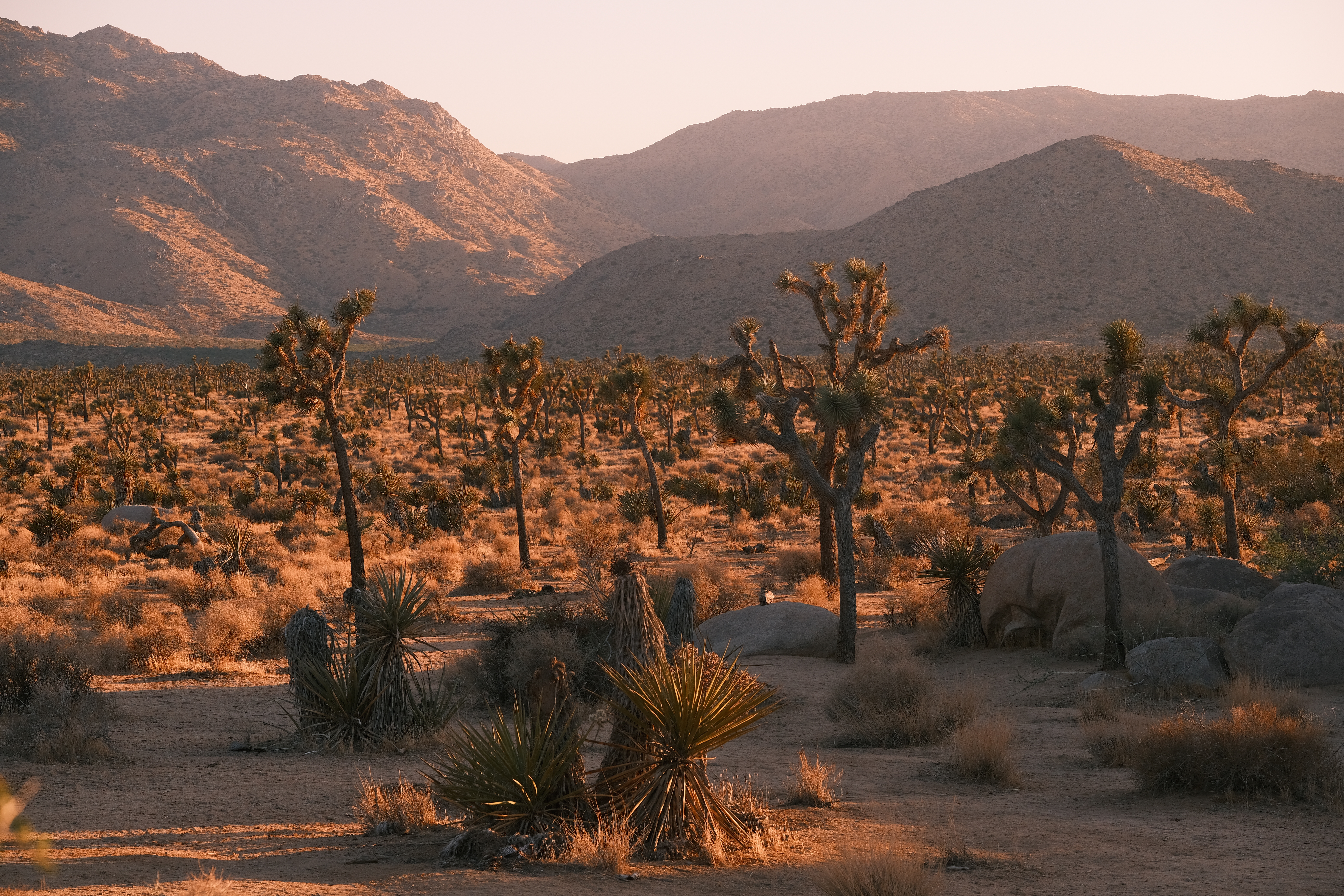 Joshua Tree