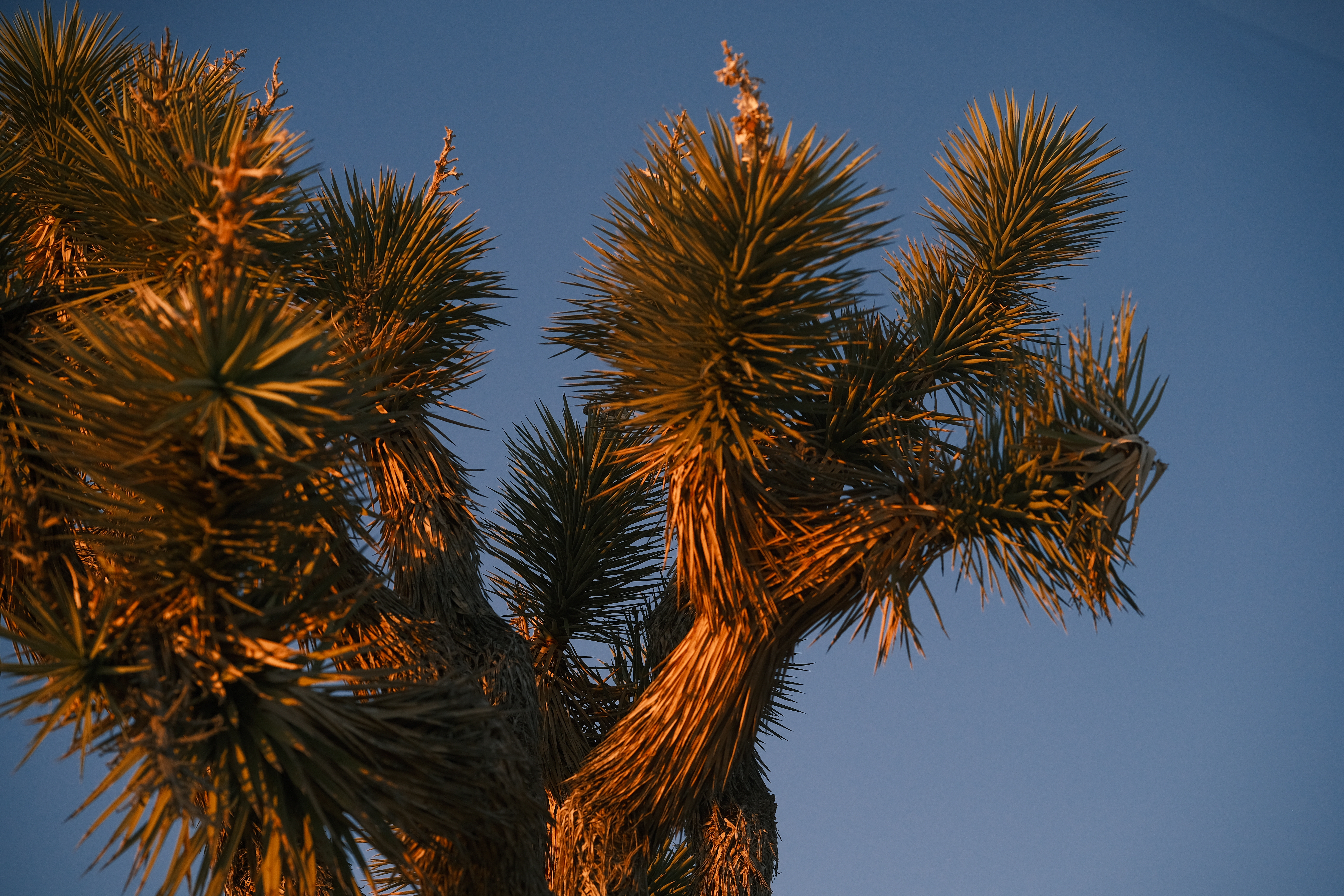 Joshua Tree Photo 2