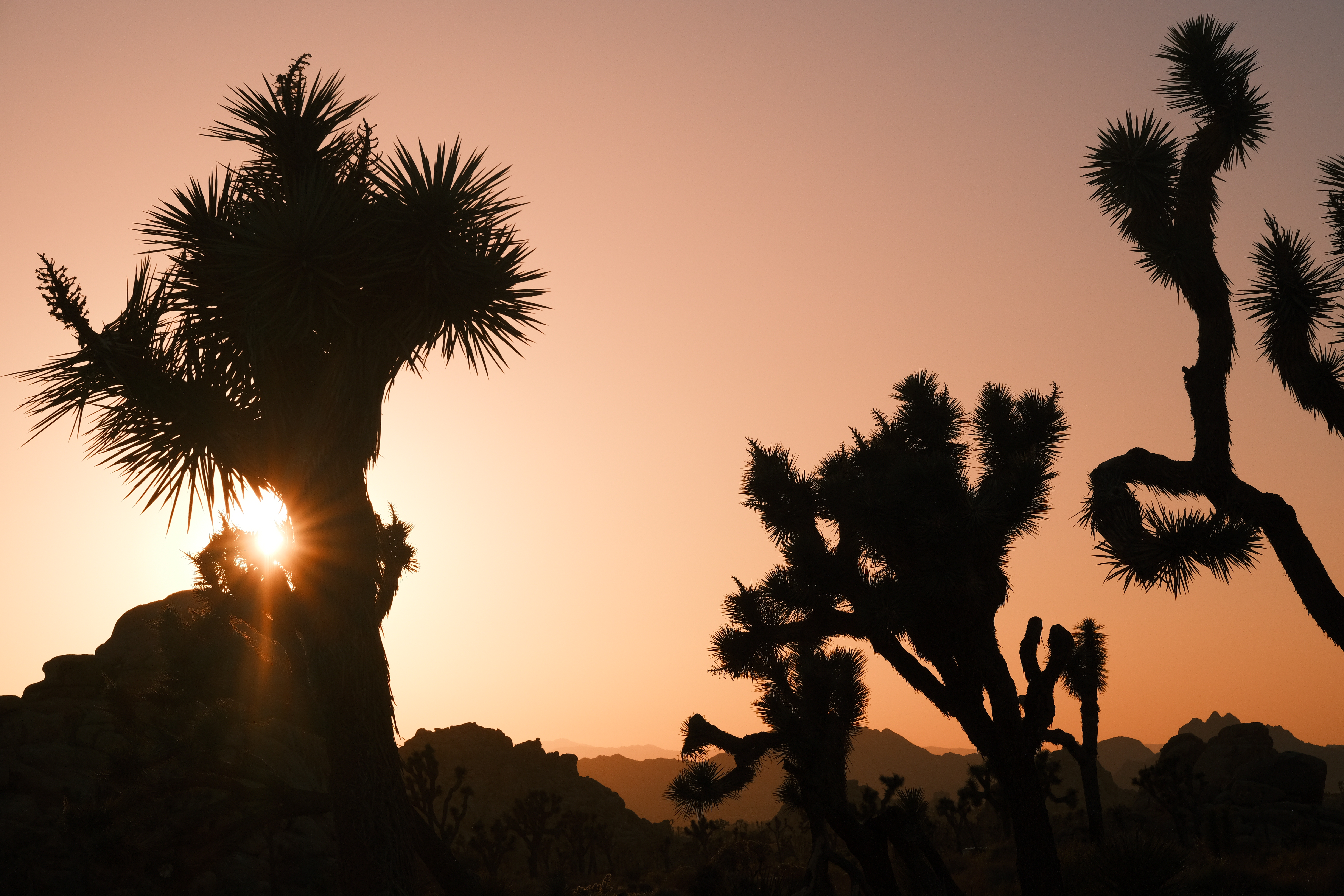 Joshua Tree Photo 1