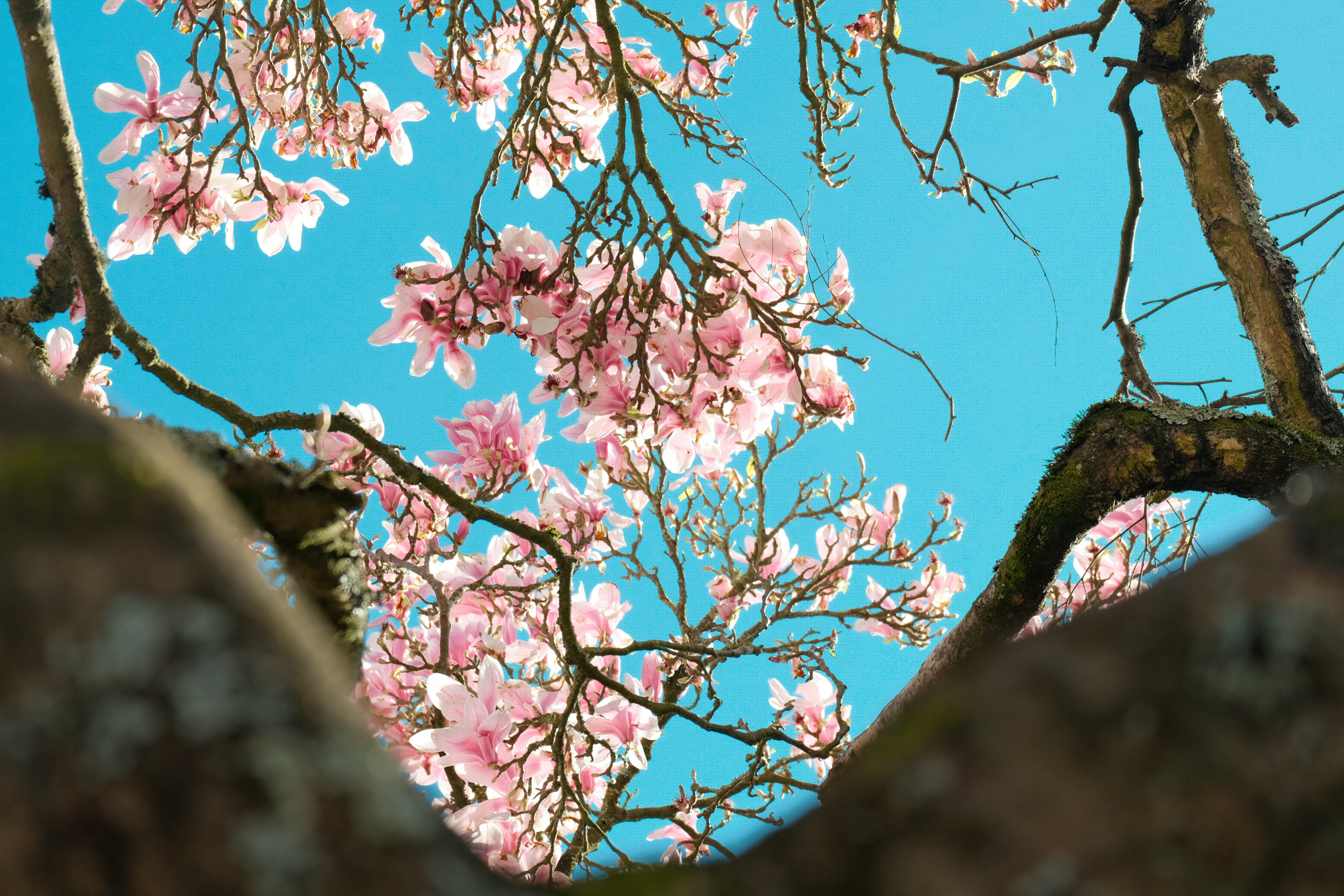 Flowers & Birds