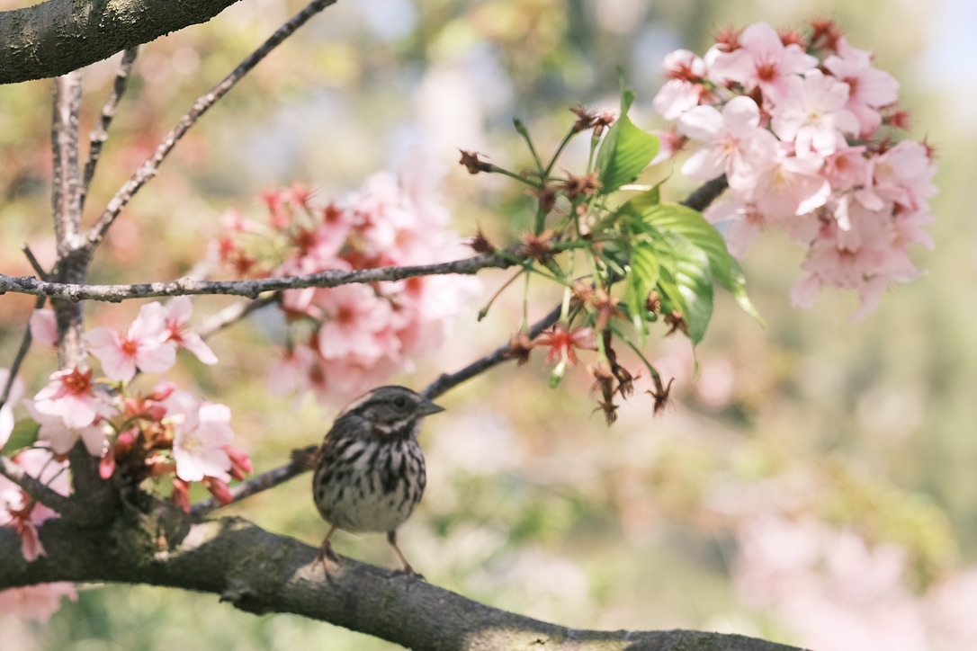 Flowers & Birds Photo 7