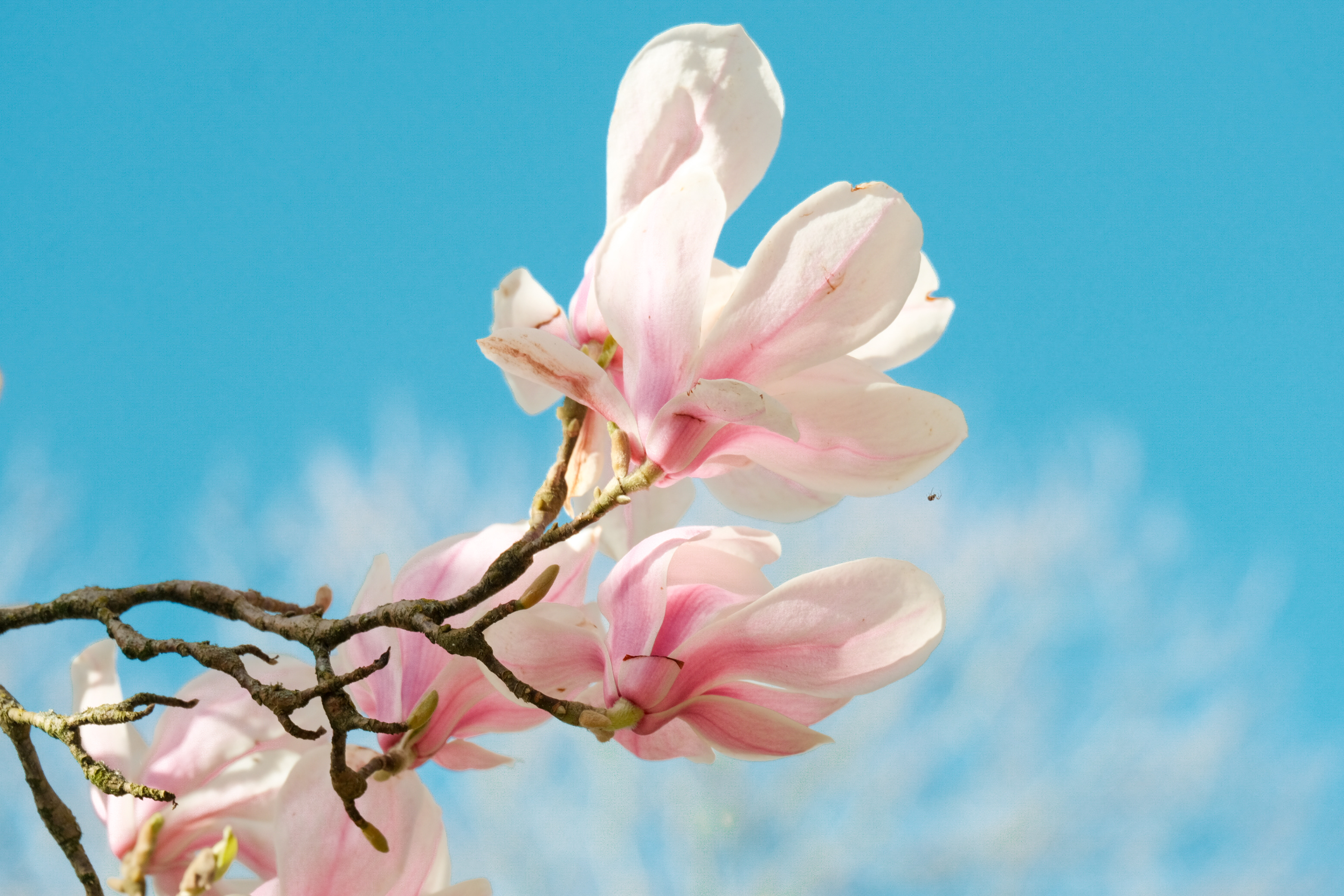 Flowers & Birds Photo 10