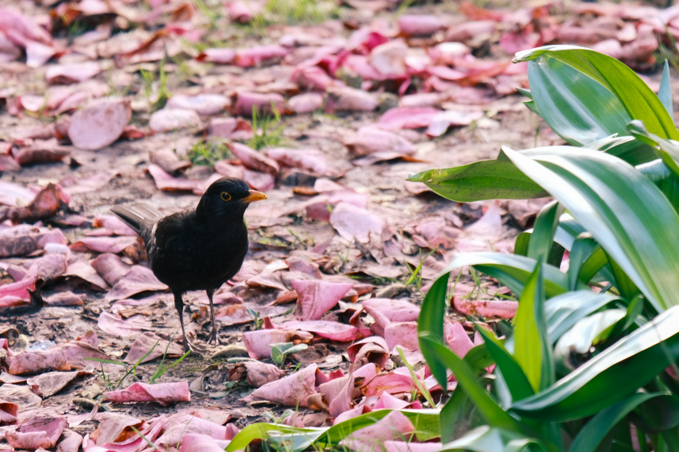 Flowers & Birds Photo 11