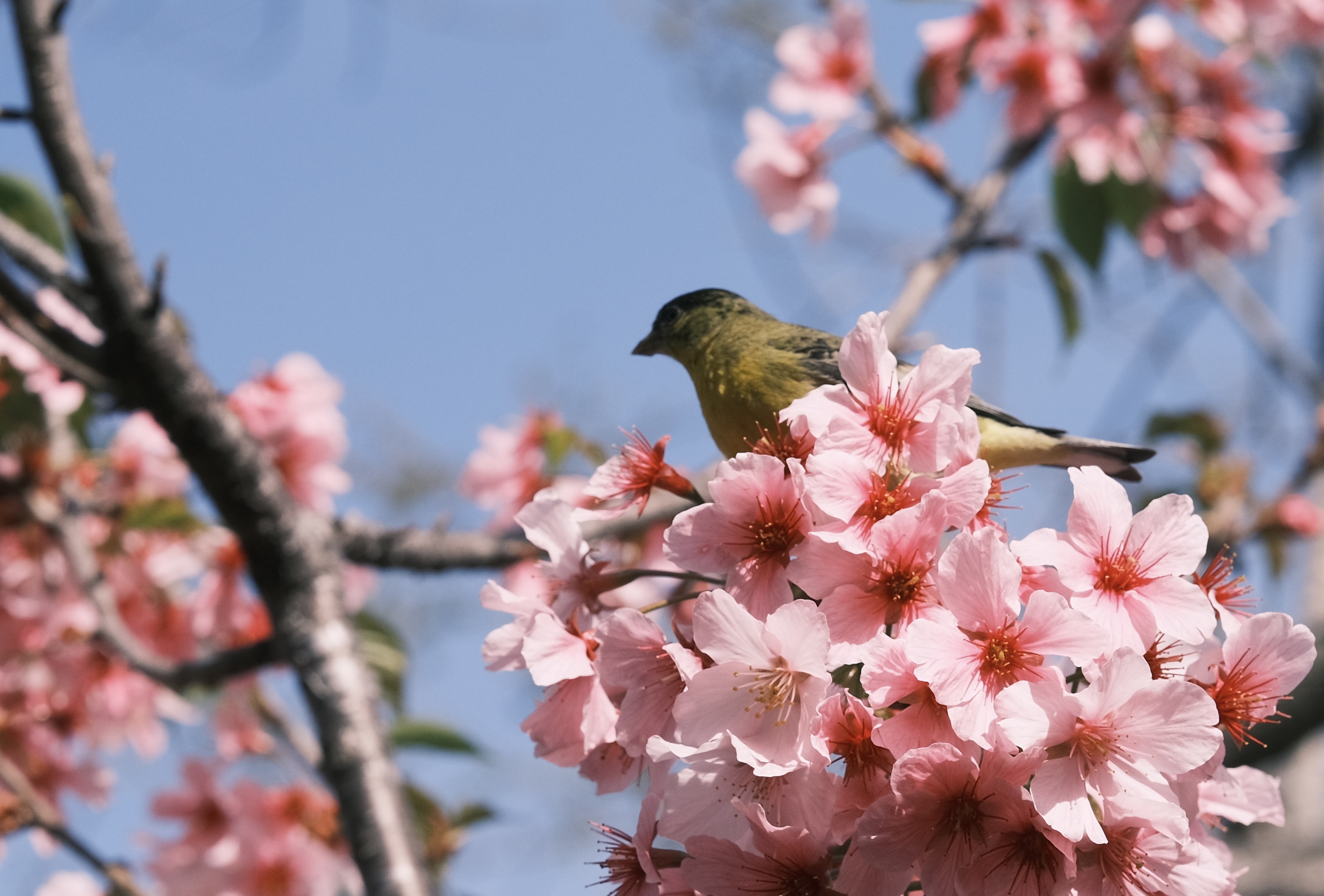 Flowers & Birds Photo 6