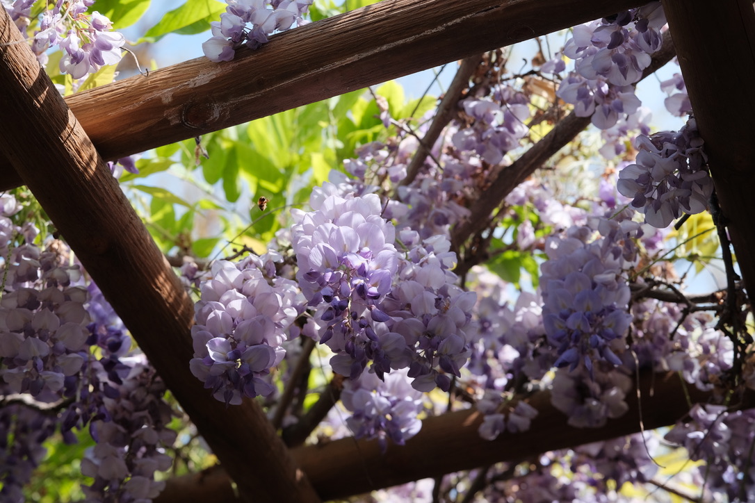 Flowers & Birds Photo 5