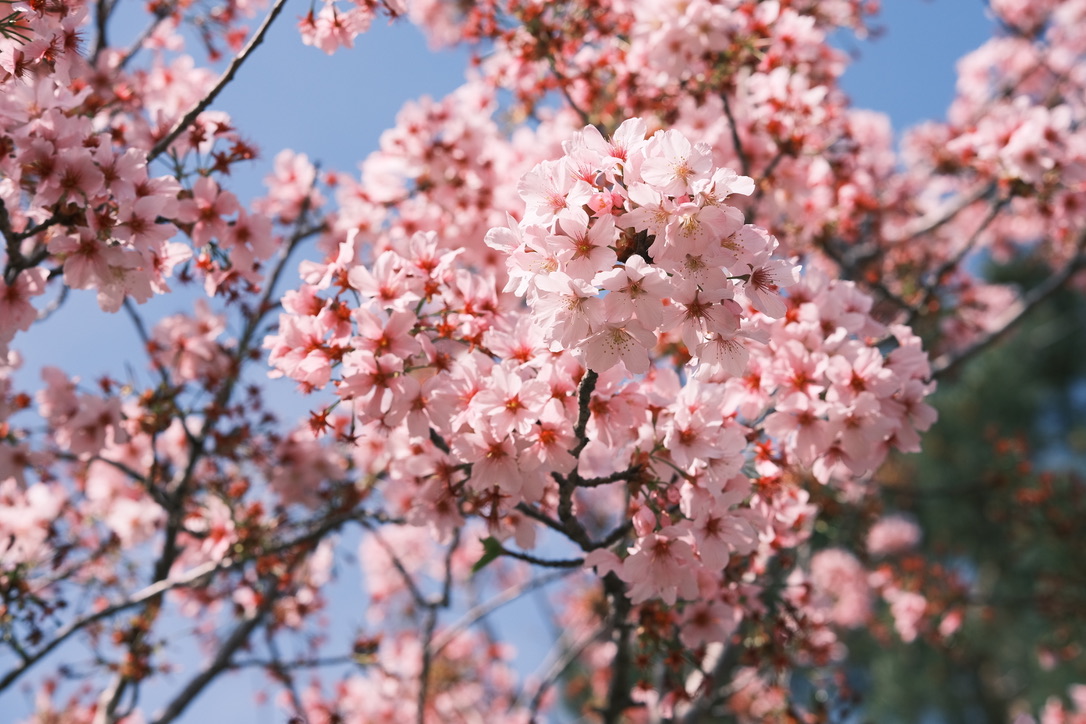 Flowers & Birds Photo 4
