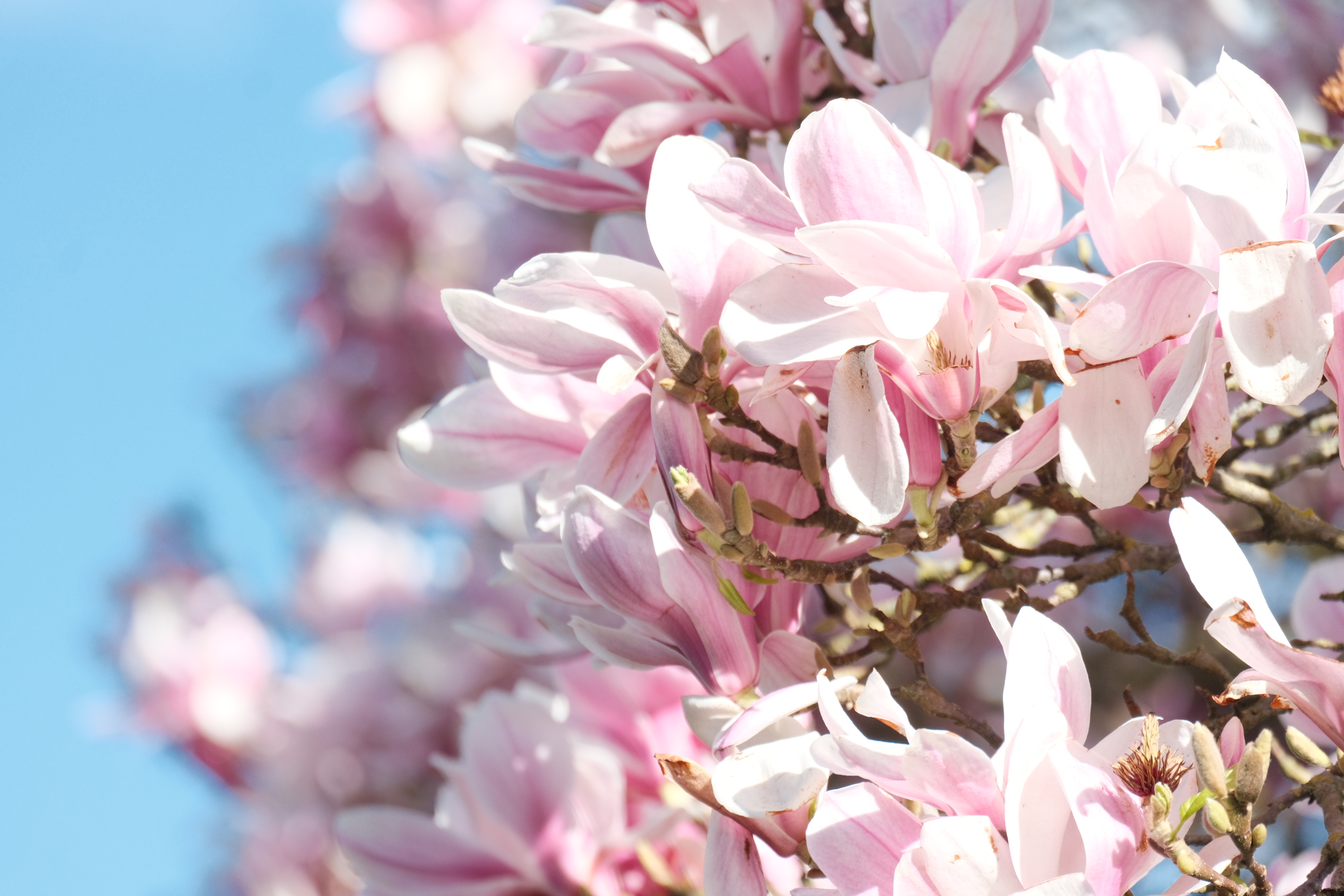Flowers & Birds Photo 12