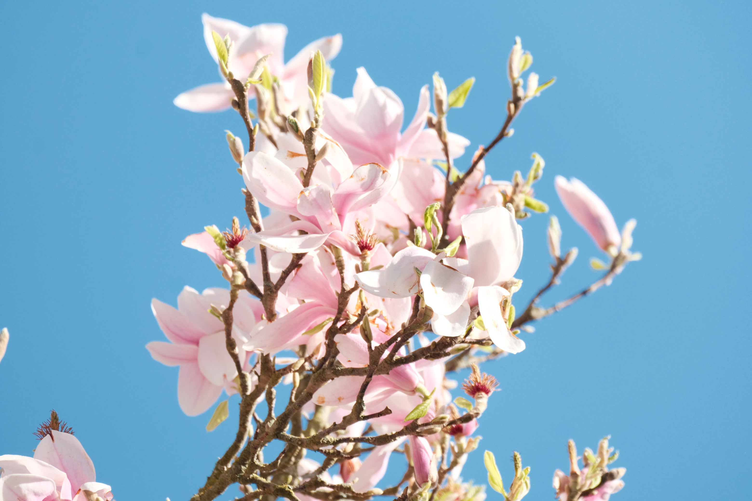 Flowers & Birds Photo 13