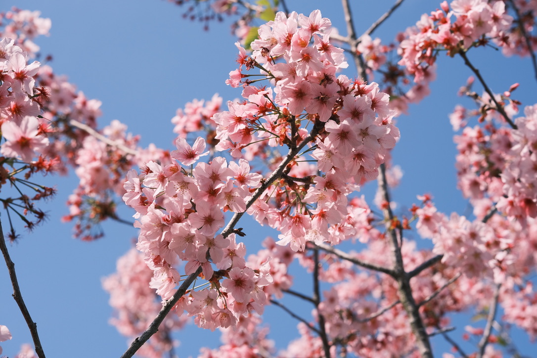 Flowers & Birds Photo 3