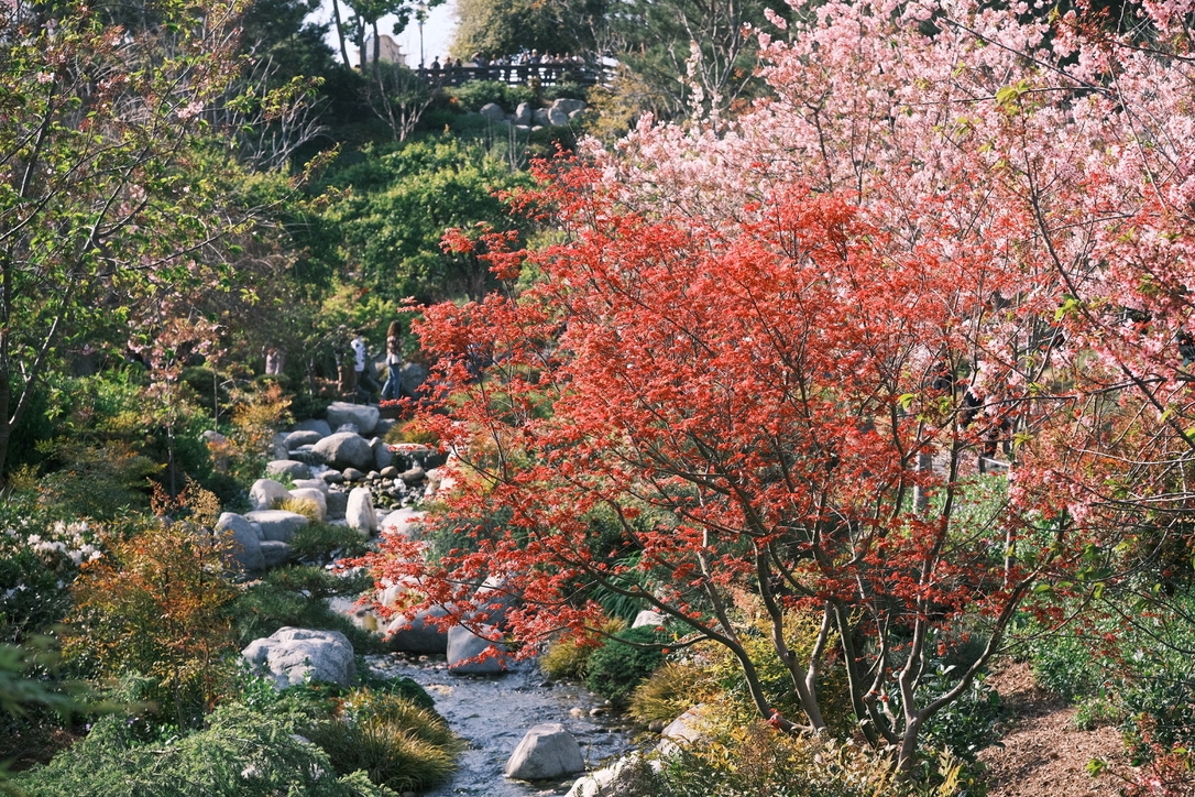 Flowers & Birds Photo 2