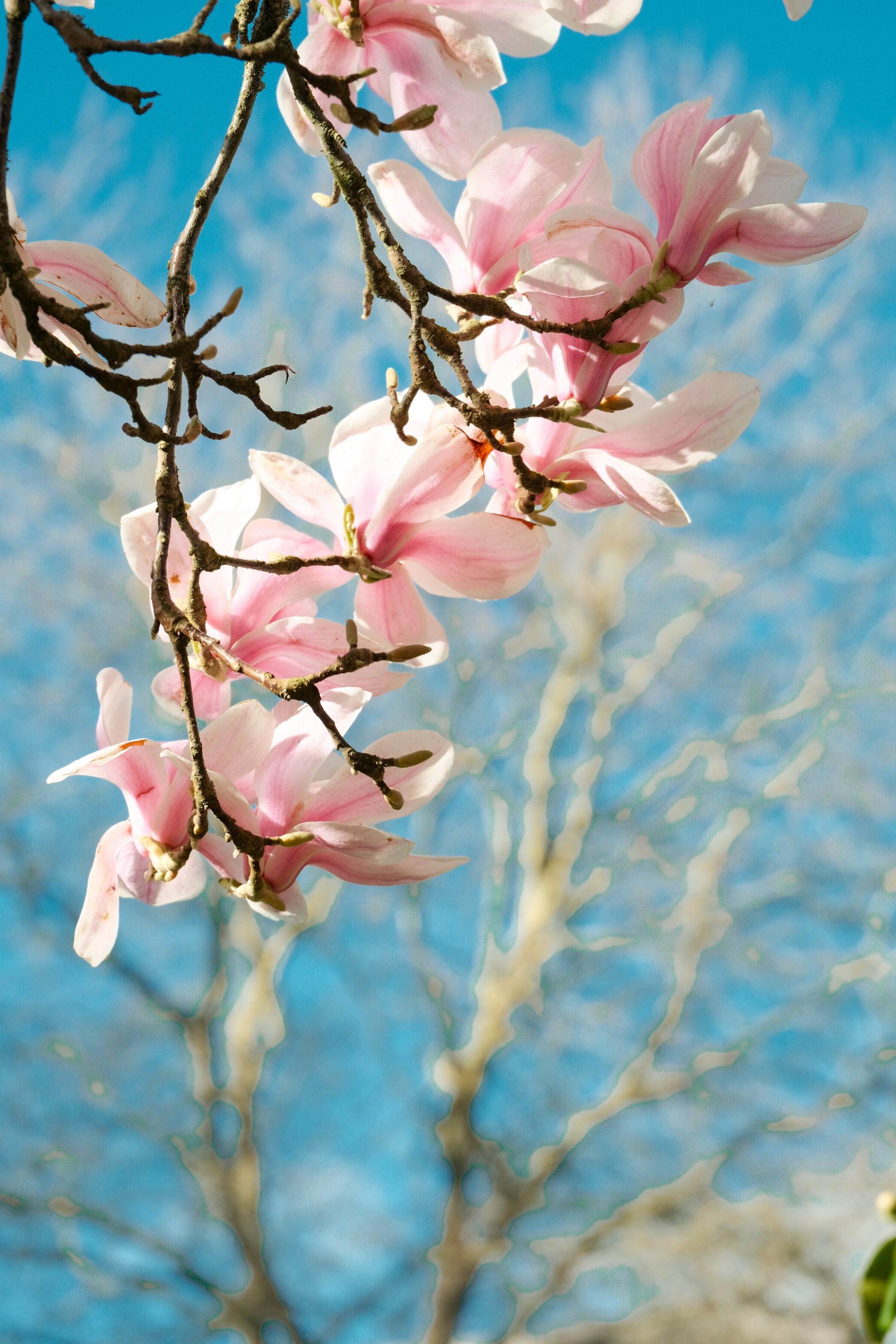 Flowers & Birds Photo 14