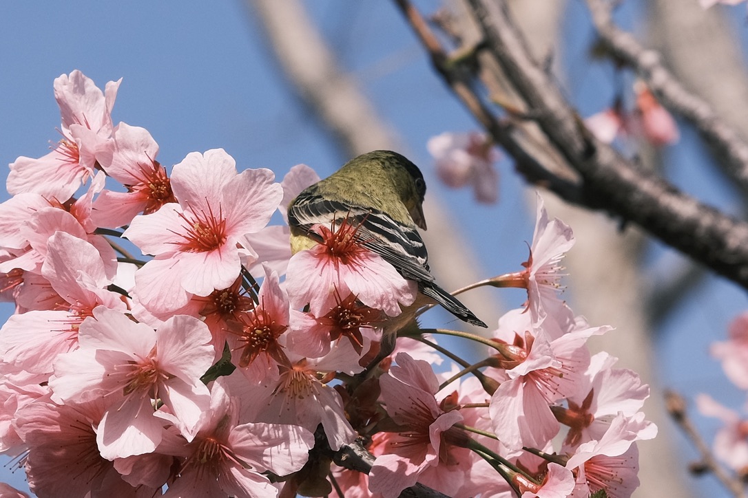 Flowers & Birds Photo 1