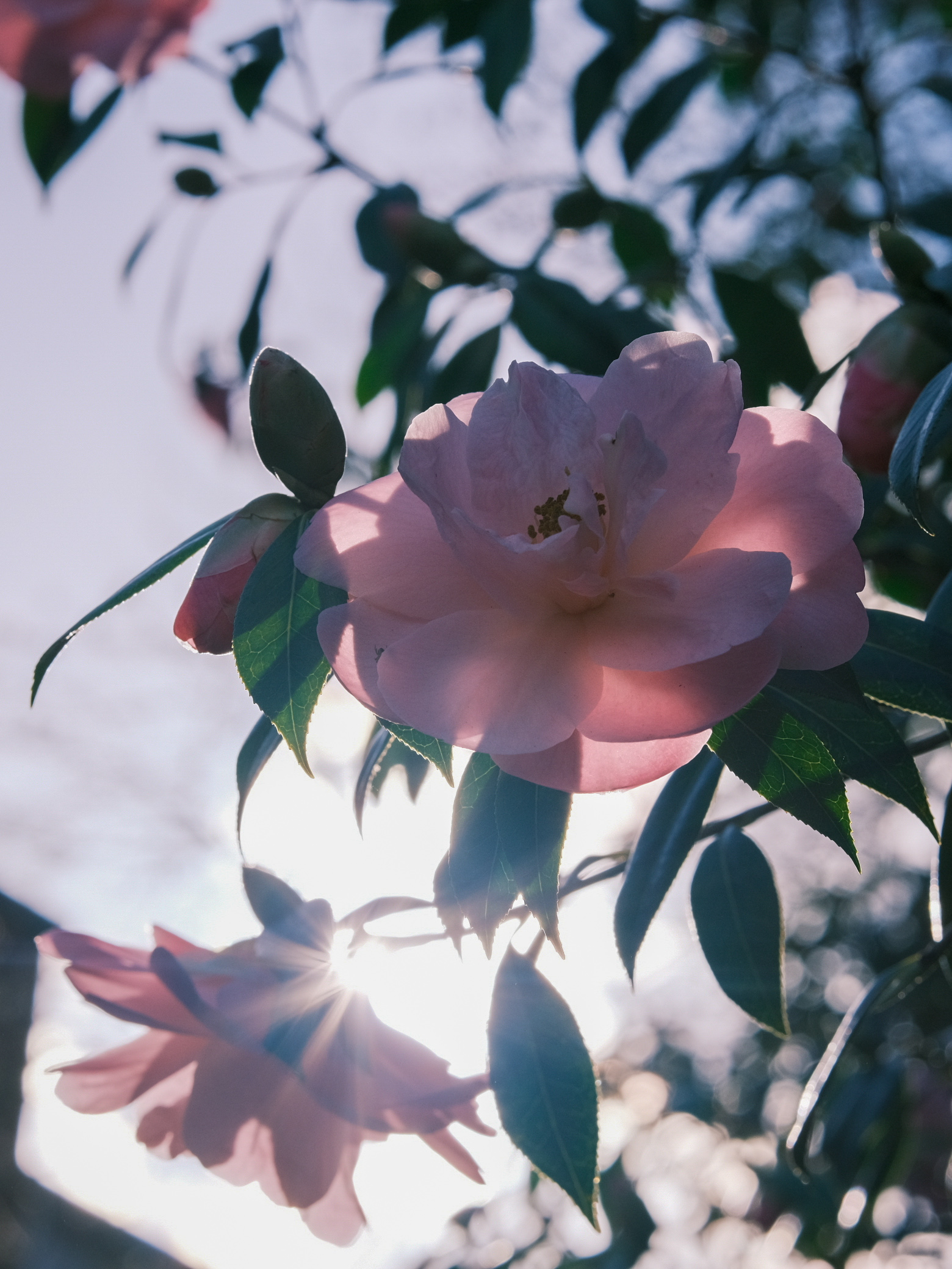 Flowers & Birds Photo 15