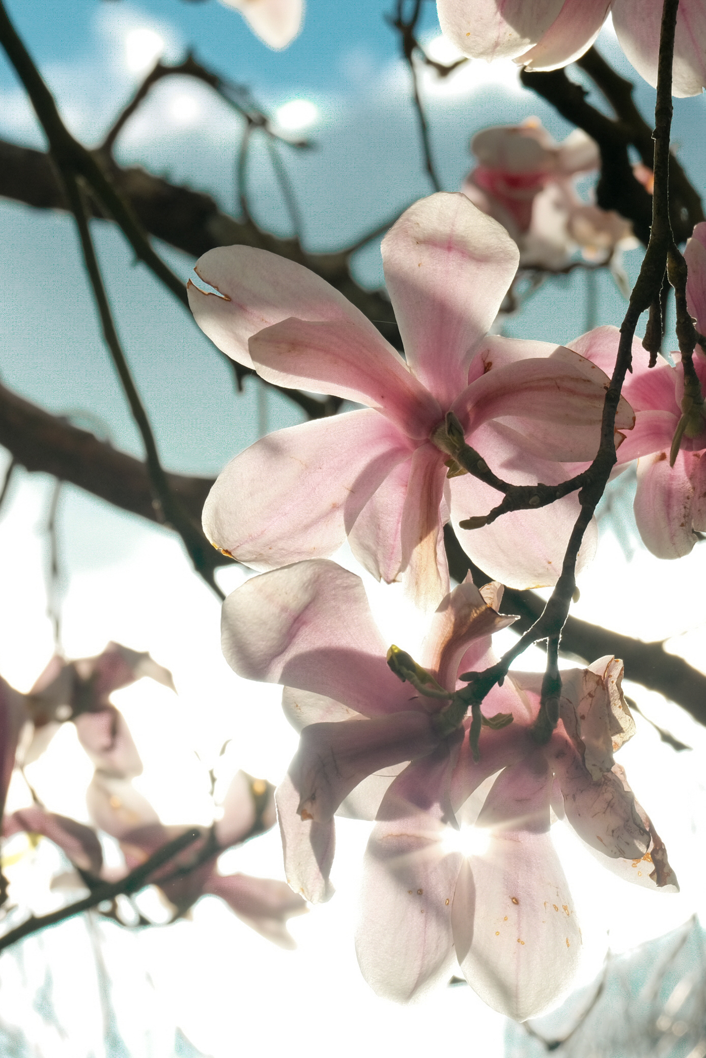 Flowers & Birds Photo 16