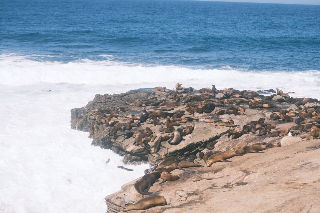 Sea in La Jolla Photo 2
