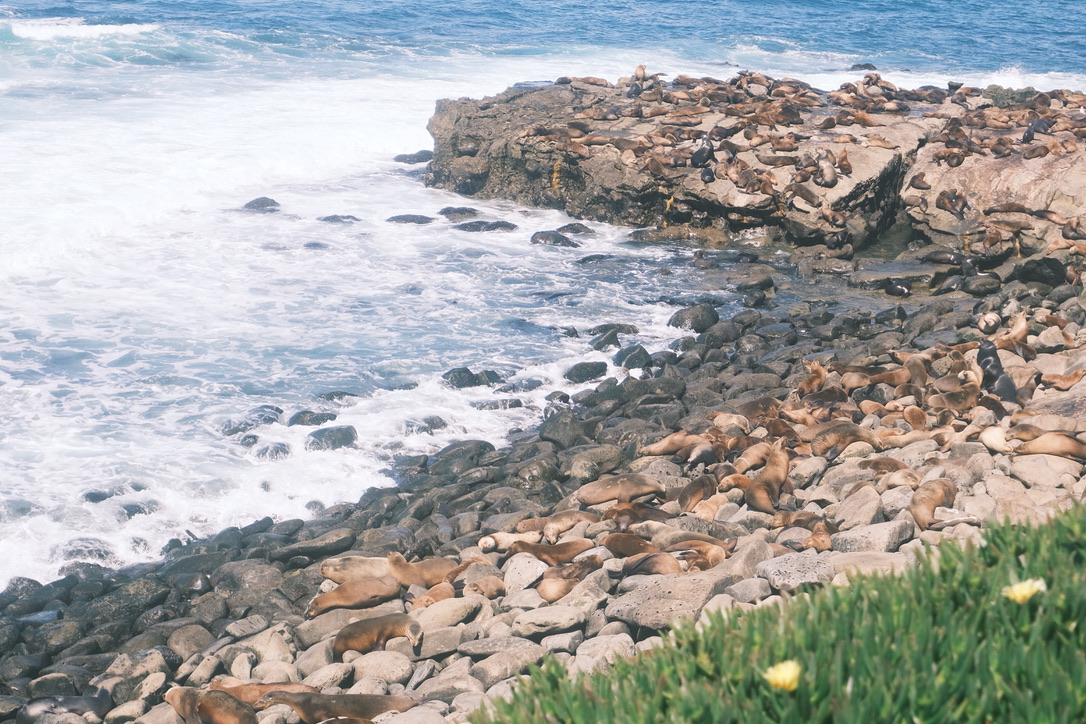 Sea in La Jolla Photo 8