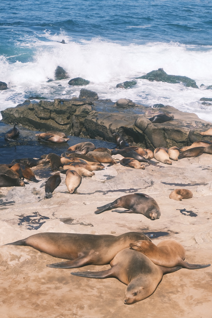 Sea in La Jolla Photo 12