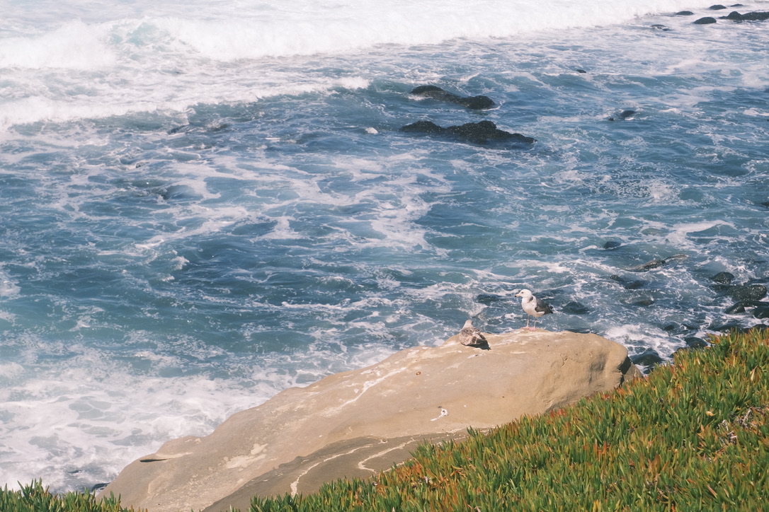 Sea in La Jolla Photo 15