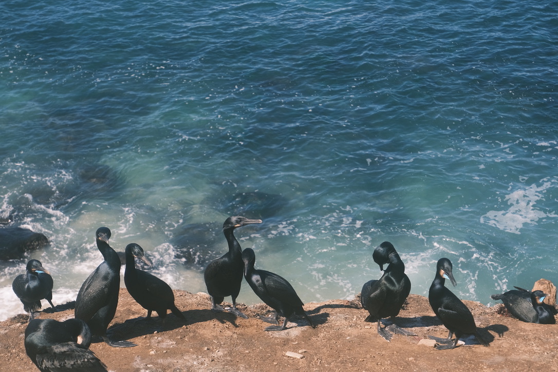 Sea in La Jolla Photo 21