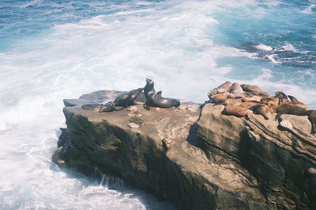 Sea in La Jolla Photo 22