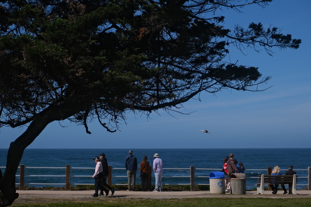 Sea in La Jolla Photo 23